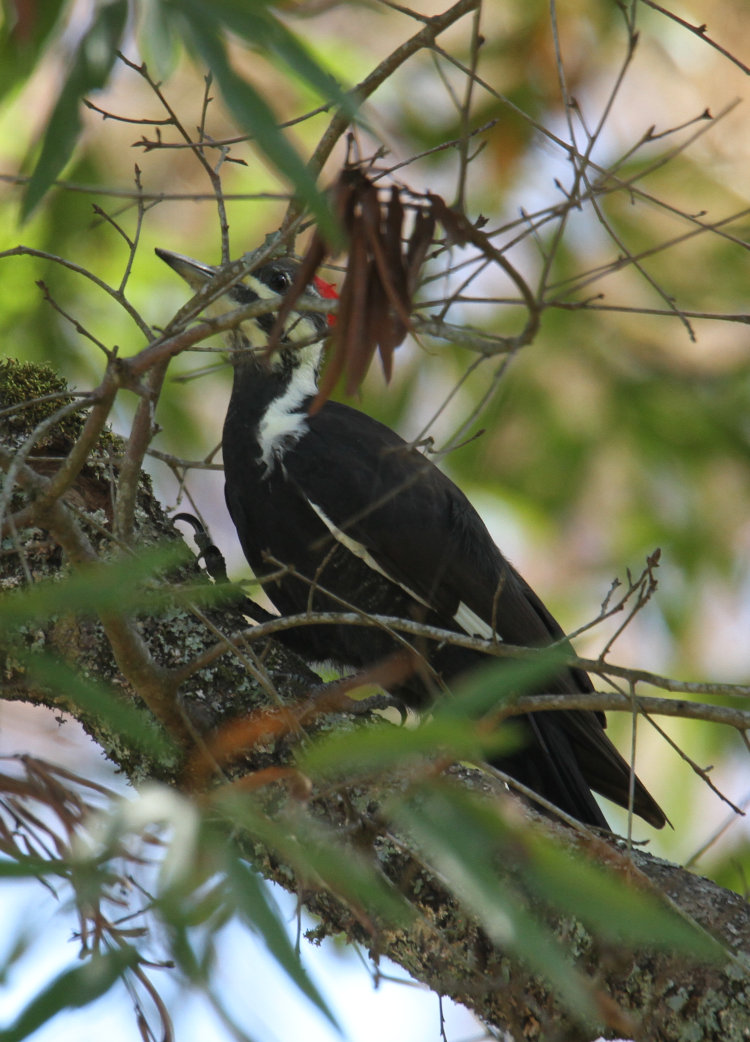 pileated woodpecker Dryocopus pileatus semi-obscured on backyard tree