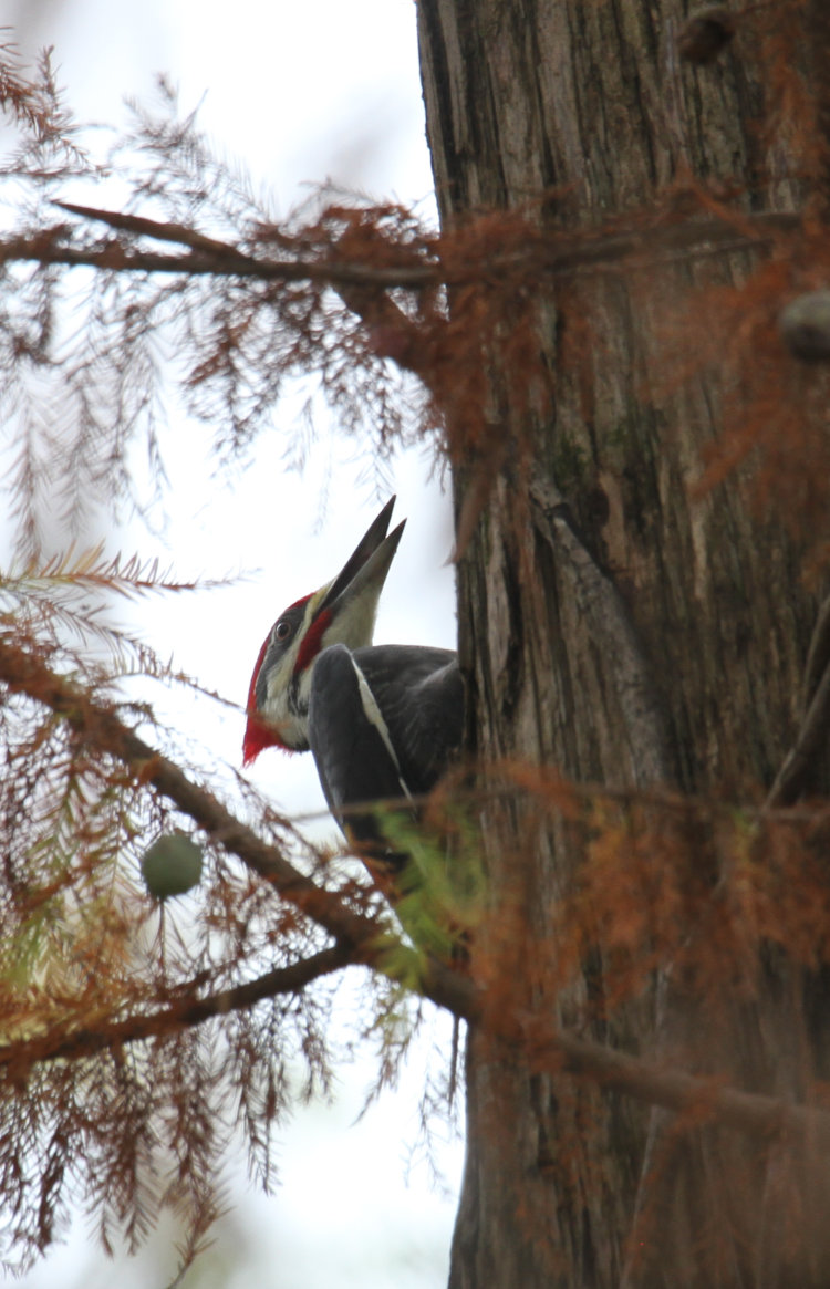 pileated woodpecker Dryocopus pileatus peeking past foliage on bald cypress Taxodium distichum