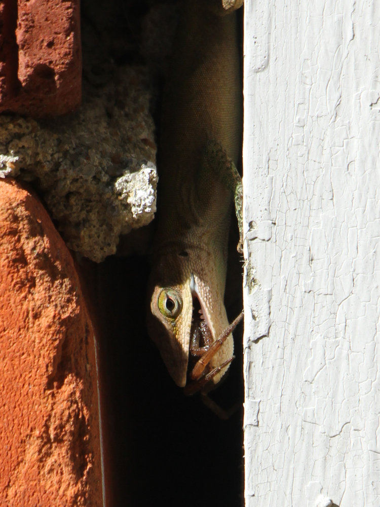 closer shot of Carolina anole Anolis carolinensis with captured wolf spider