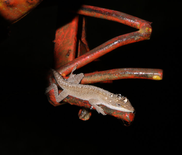 Carolina anole Anolis carolinensis coated with raindrops while sleeping on yard sculpture