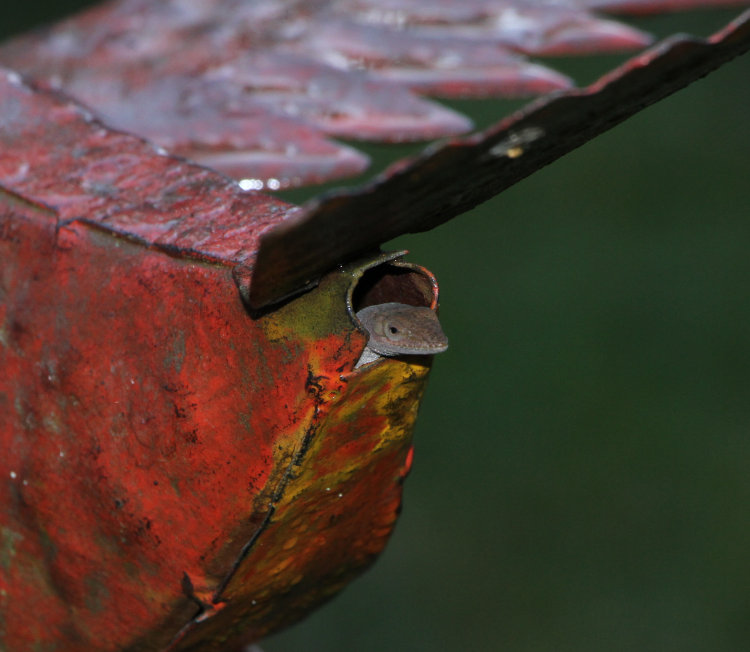 flash shot of Carolina anole Anolis carolinensis peeking from balancing decoration