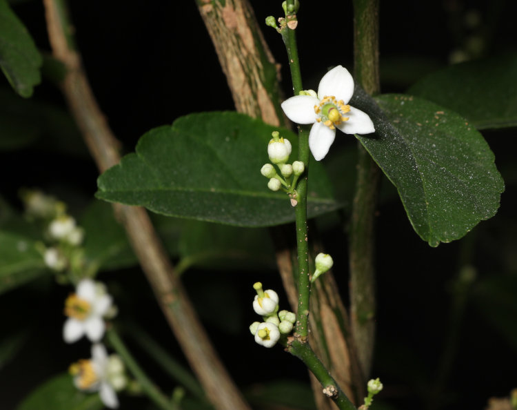 new blossoms on Key lime Citrus × aurantiifolia tree