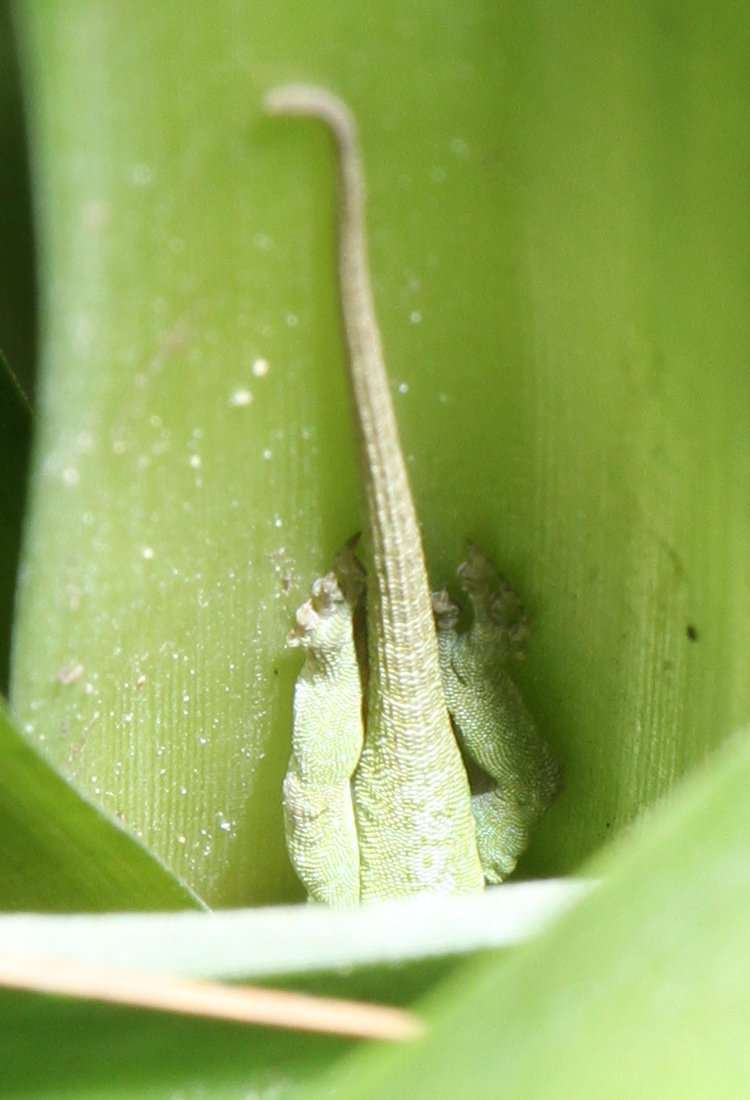 Carolina anole Anolis carolinensis on pineapple plant showing significant damage to rear toes