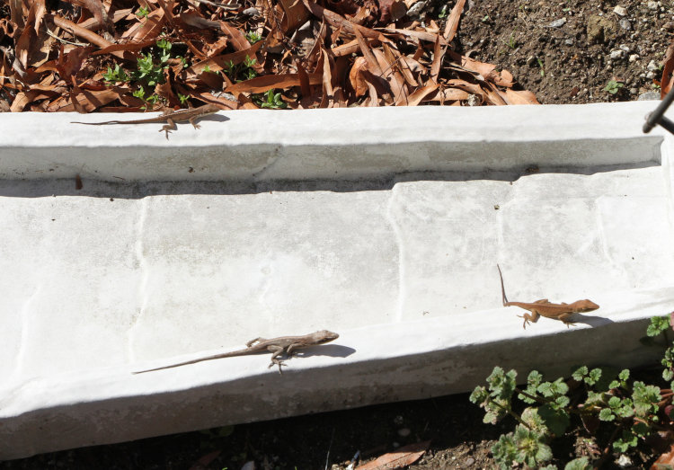 trio of immature Carolina anoles Anolis carolinensis running on splash block