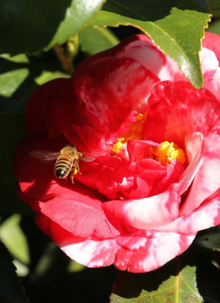 European honeybee Apis mellifera in midair approaching camellia blossom