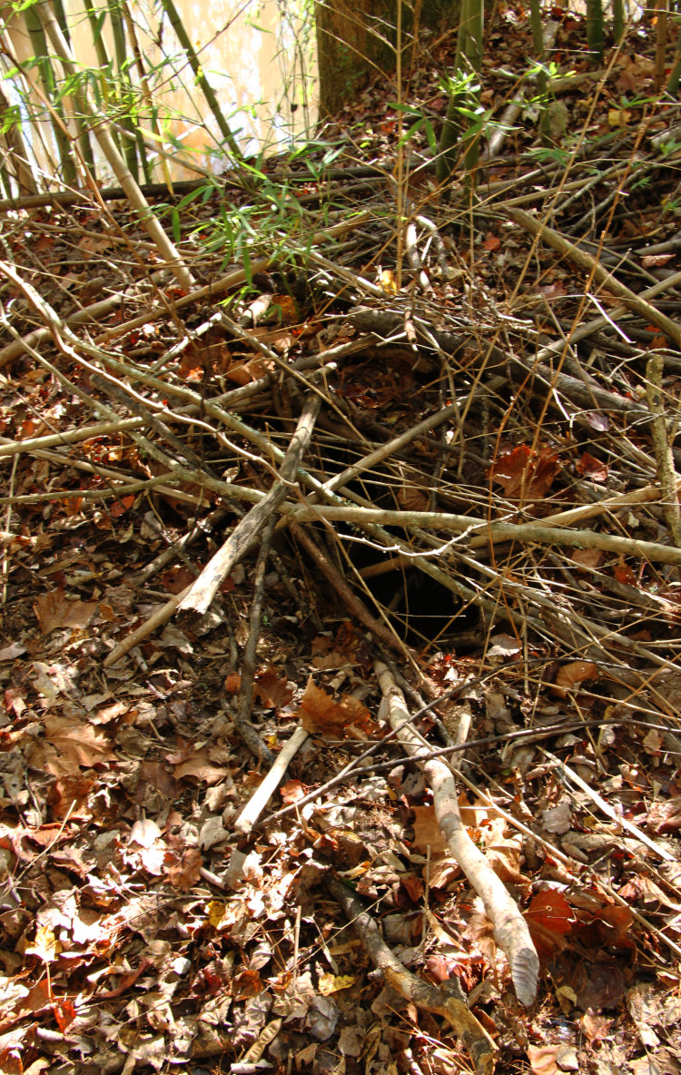 upper shielded opening of beaver Castor canadensis lodge in stream bank,  almost directly underfoot from the photographer