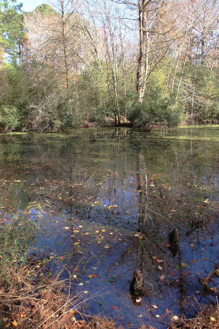 portion of pond on Walkabout Estates Plus