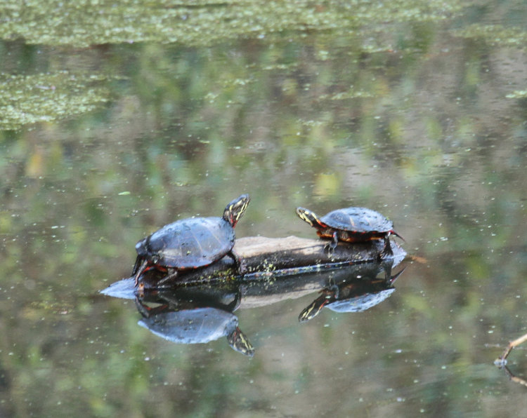 pair of small eastern painted turtles Chrysemys picta picta basking on small snag