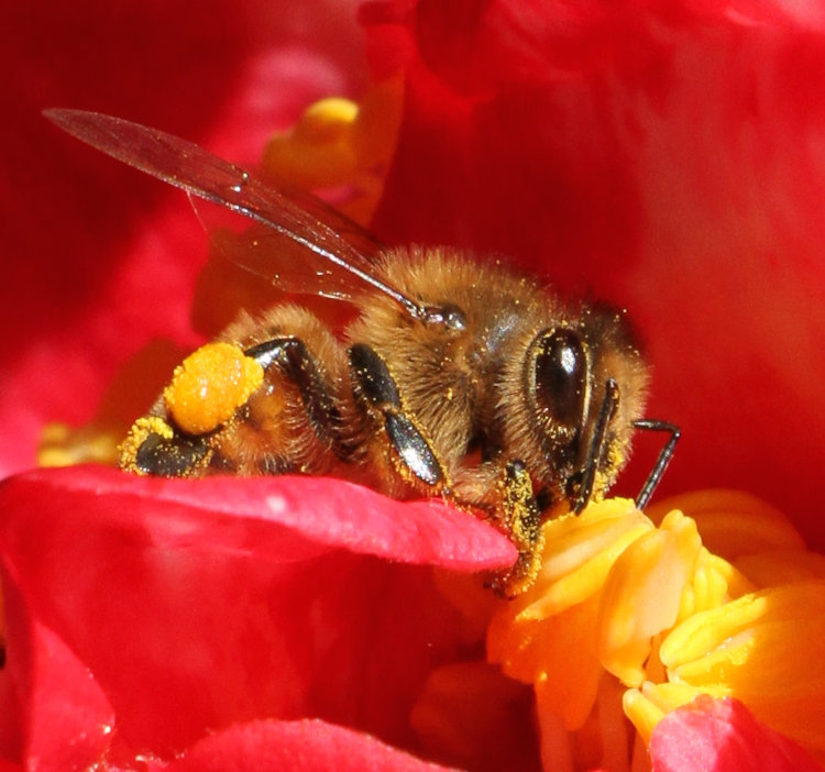 Eeuropean honeybee Apis mellifera covered in pollen within camellia blossom