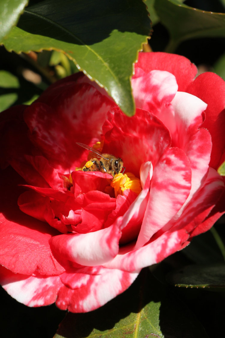 European honeybee Apis mellifera deep within camellia blossom