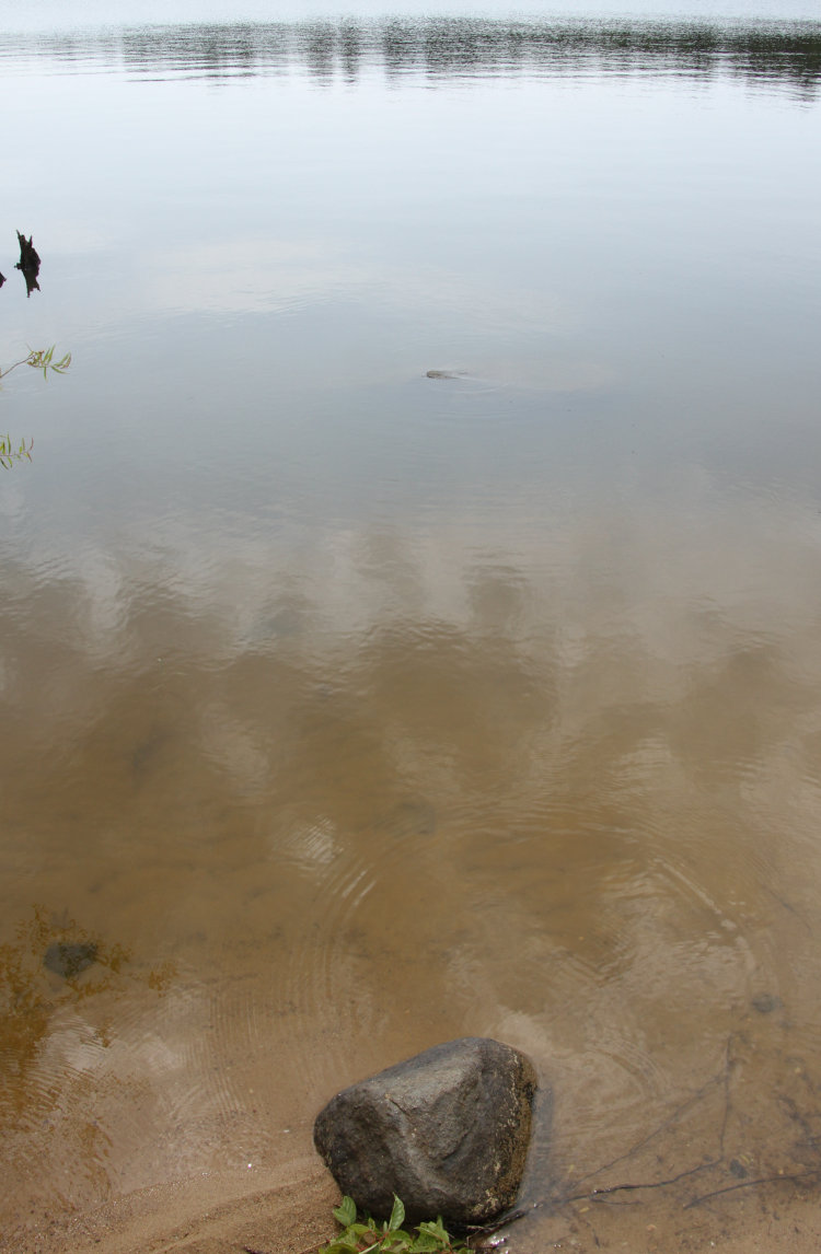 treacherous rocks in Jordan Lake almost completely hidden by higher water level