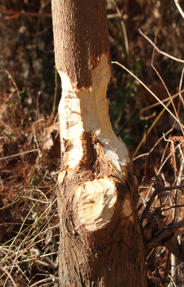 recent beaver activity on Walkabout Estates Plus