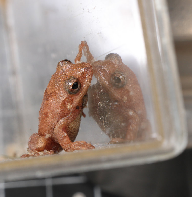 spring peeper Pseudacris crucifer with reflection within small aquarium