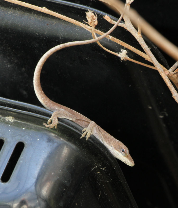 juvenile Carolina anole Anolis carolinensis perched on heater while residing in greenhouse