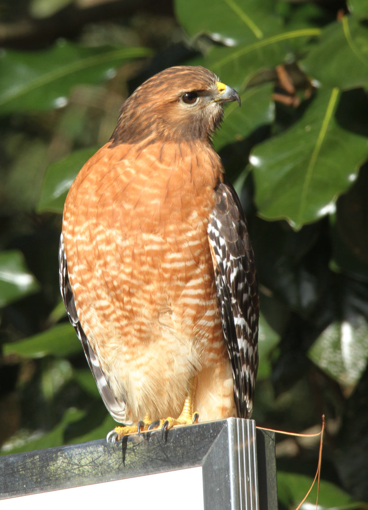 red-shouldered hawk Buteo lineatus giving profile shot on backdrop