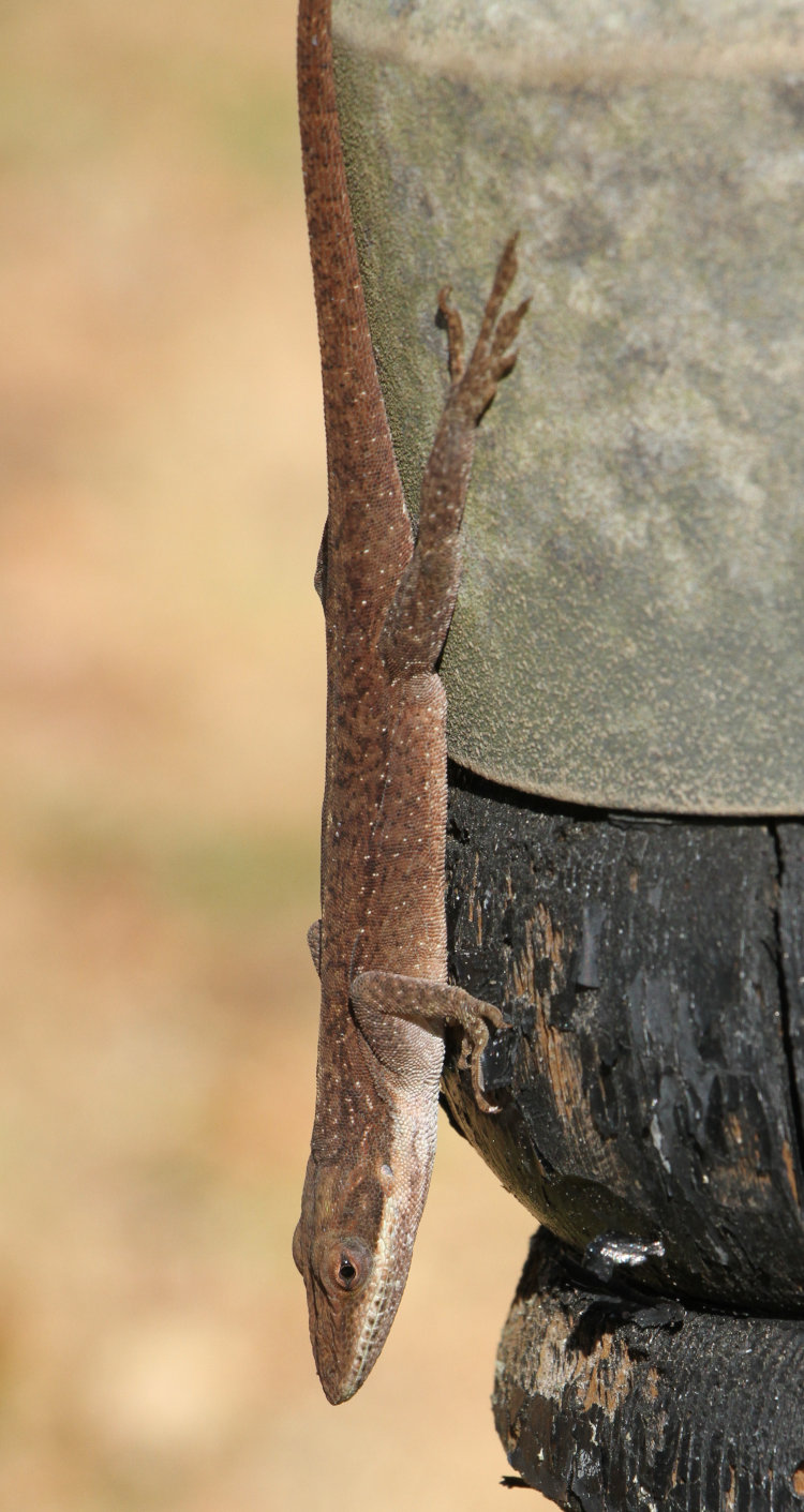 large adult Carolina anole Anolis carolinensis perched on light pole