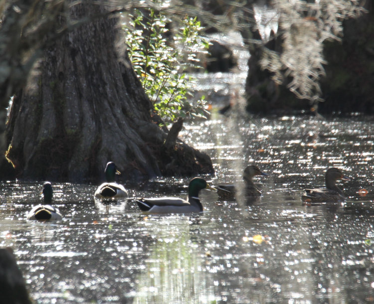 small flock of mallards Anas platyrhynchos in pond on Walkabout Estates Plus