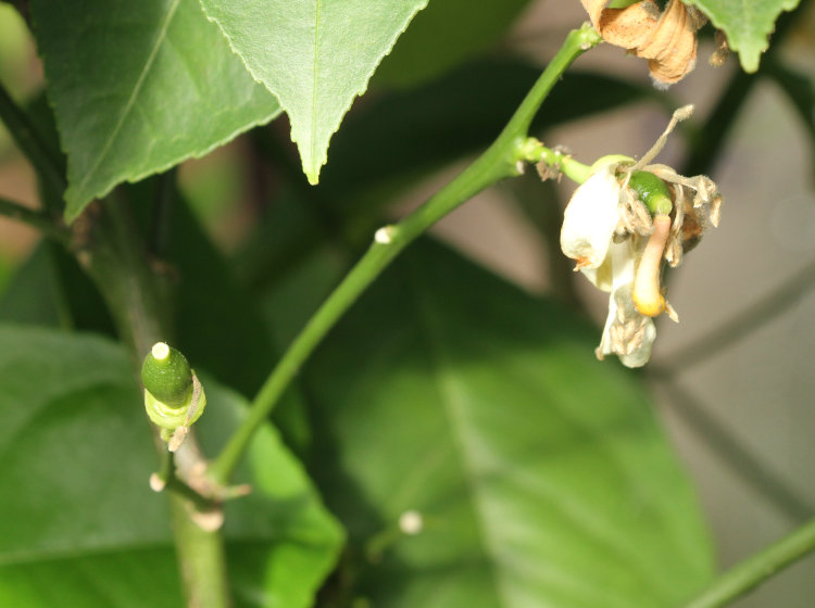 two older lemon blossoms showing swollen ovules