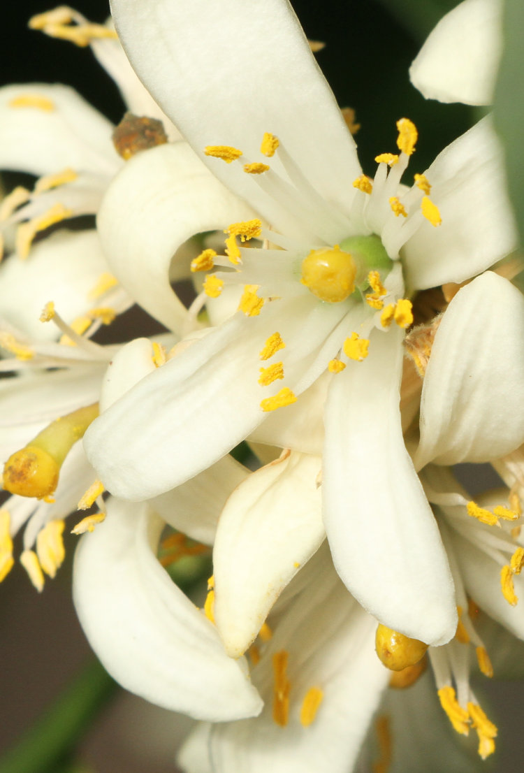 blossoms on lemon trees showing evidence of pollination