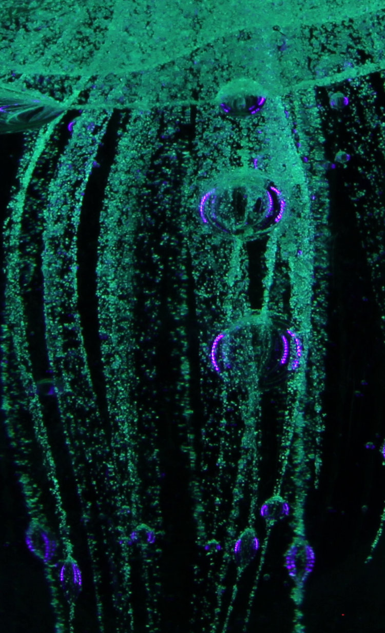 odd spots and bubbles in green and purple