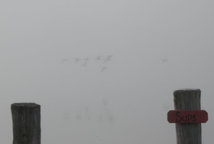 Canada geese Branta canadensis cruising low over water of Pamlico Sound in heavy fog