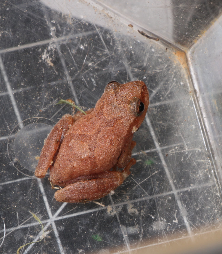 spring peeper Pseudacris crucifer that snuck into Walkabout Studios