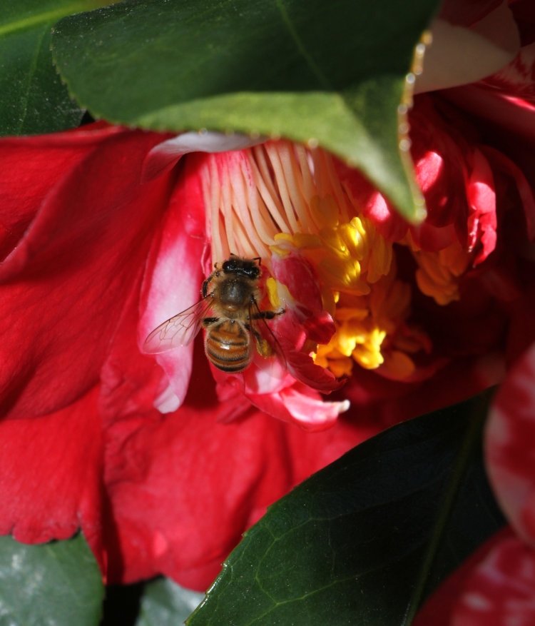 European honeybee Apis mellifera on camellia blossom