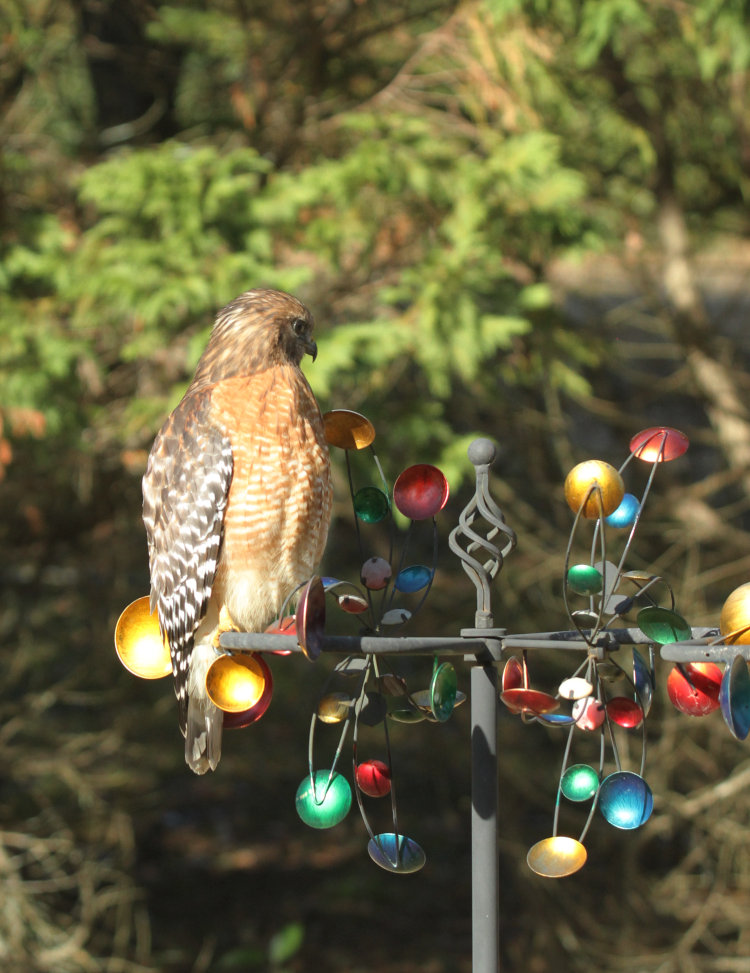 red-shouldered hawk Buteo lineatus perched on decorative wind spinner on Walkabout Estates Plus