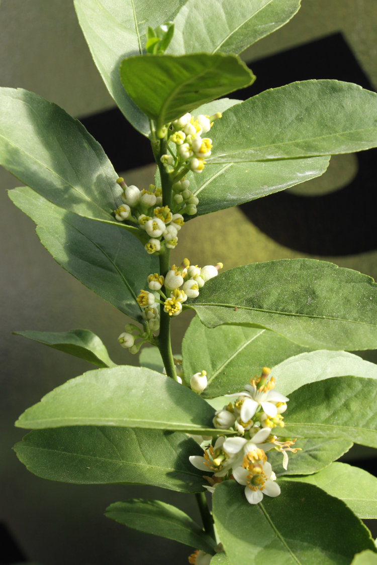 thick cluster of blossoms on key lime Citrus × aurantiifolia tree in greenhouse