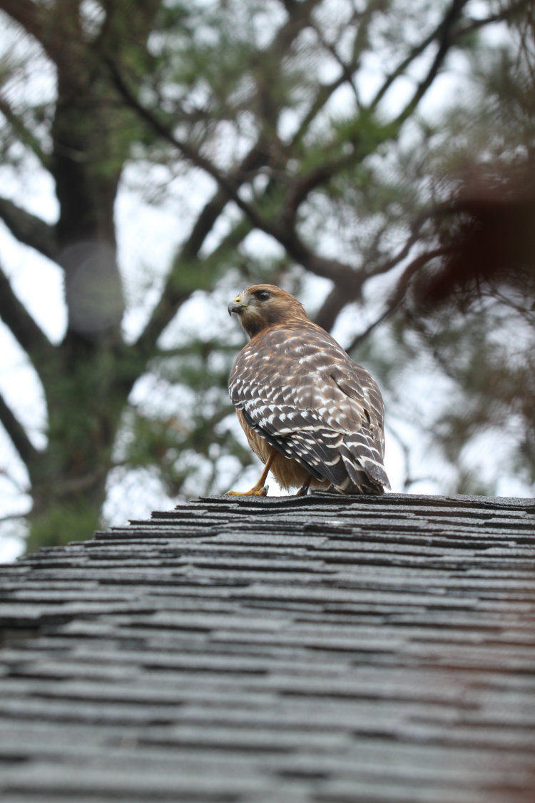 red-shouldered hawk Buteo lineatus in profile on roof peak