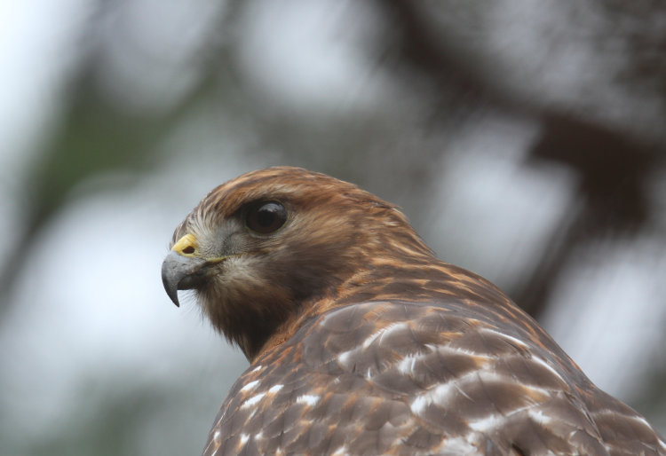 red-shouldered hawk Buteo lineatus in profile on roof peak