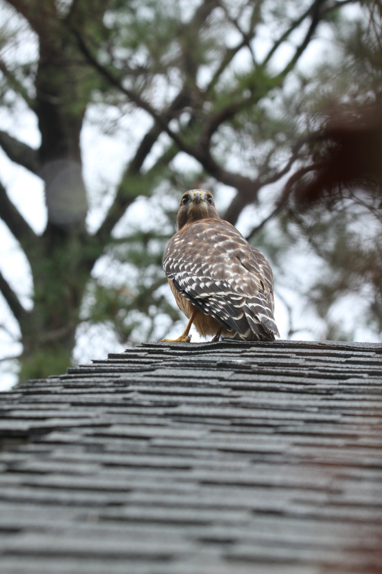 red-shouldered hawk Buteo lineatus discovering photographer from roof peak