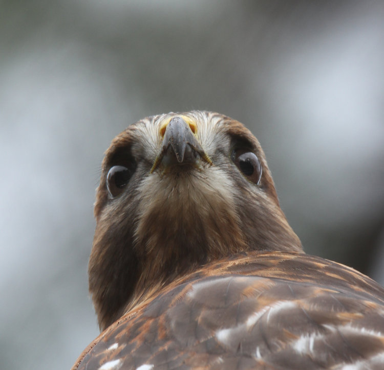 red-shouldered hawk Buteo lineatus in closeup