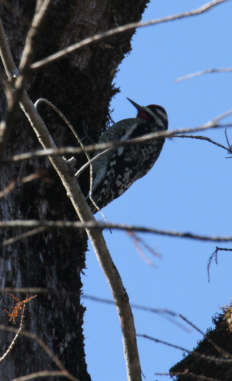 yellow-bellied sapsucker Sphyrapicus varius perched in shadow on tree