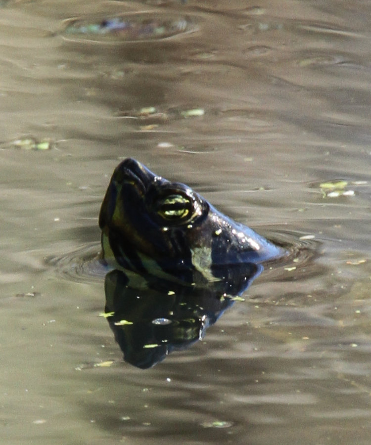 adult yellow-bellied slider Trachemys scripta scripta peeking from water at photographer