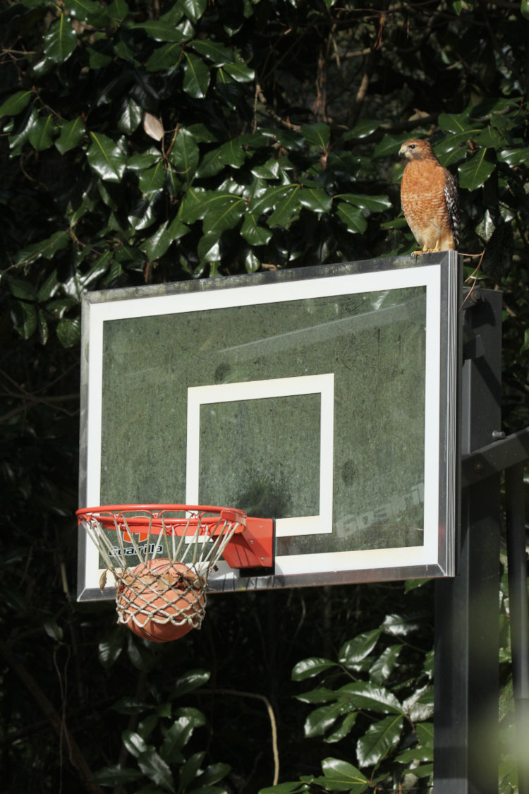 red-shouldered hawk Buteo lineatus perched on basketball backdrop on Walkabout Estates Plus