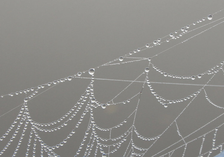 fog droplets in spider web