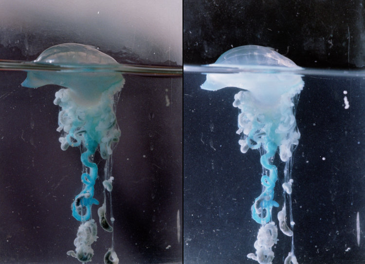 tiny, dying Portuguese man o' war Physalia physalis photographed in macro aquarium, with and without backlighting