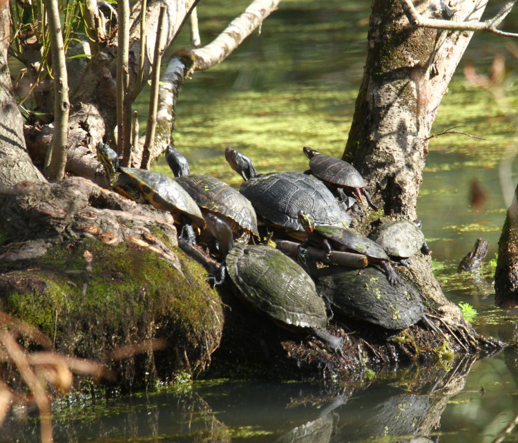 five yellow-bellied sliders Trachemys scripta scripta and three eastern painted turtles Chrysemys picta picta crowded together on tussock