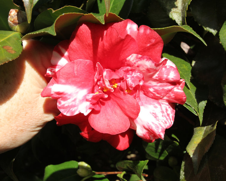 variegated camellia Theaceae blossom at Walkabout Estates Plus