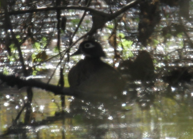 cropped image showing female wood duck Aix sponsa in shadows