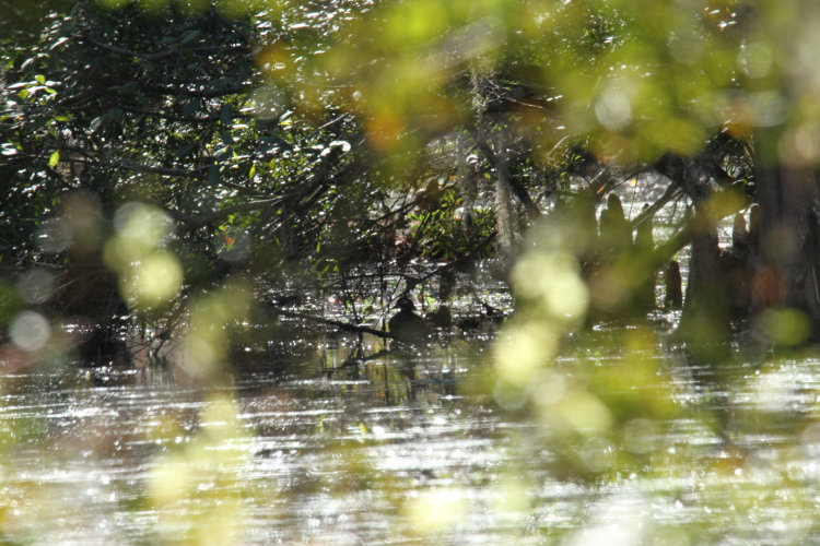 full frame shot across pond at 600mm showing something out there