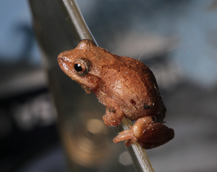 spring peeper Pseudacris crucifer preparing to leap from small aquarium