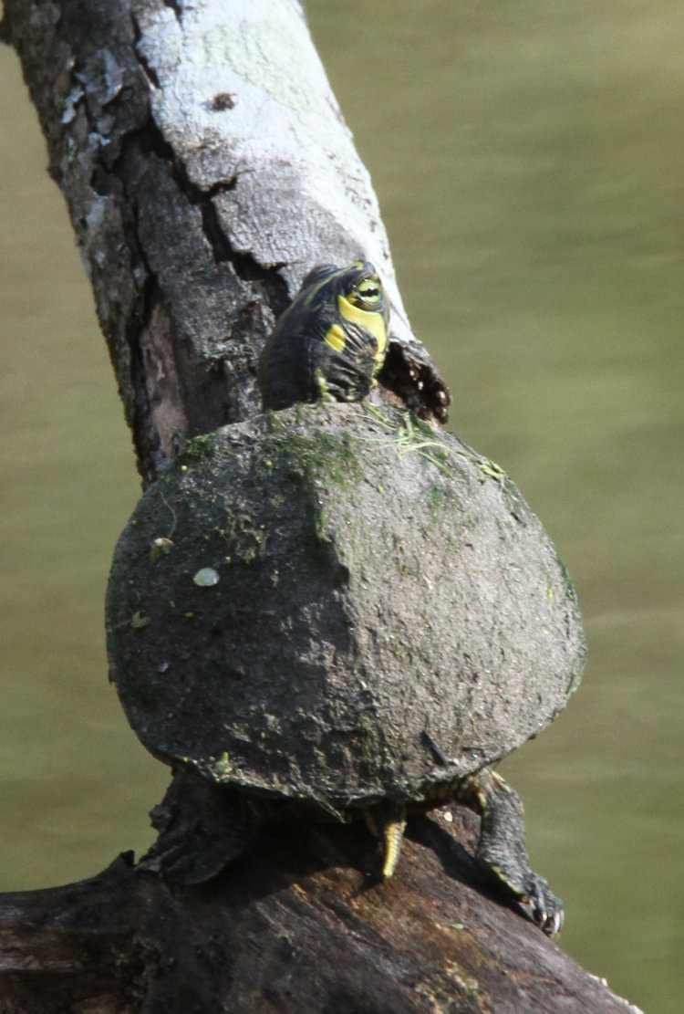 cropped version of juvenile yellow-bellied slider Trachemys scripta scripta on snag