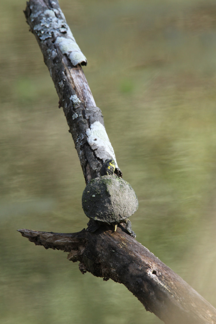 juvenile yellow-bellied slider Trachemys scripta scripta sunning itself on small snag