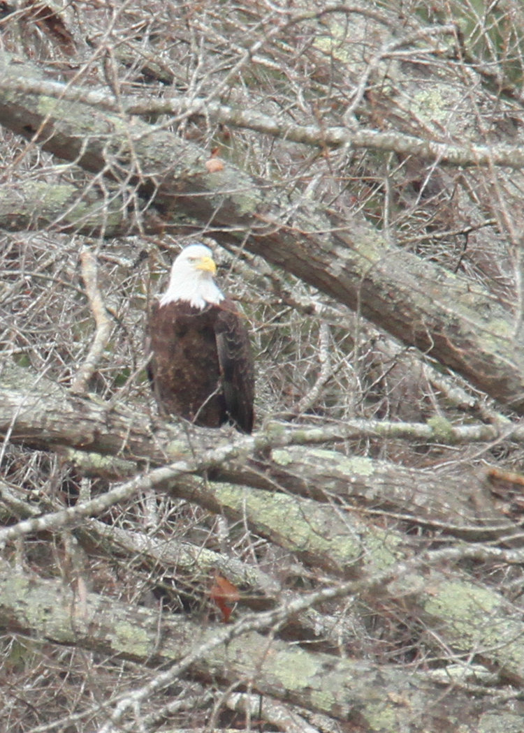 bald eagle Haliaeetus leucocephalus perched overlooking neighborhood pond