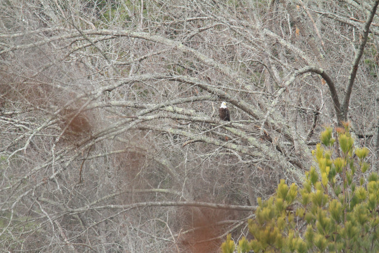 long shot of mature bald eagle Haliaeetus leucocephalus hanging out at neighborhood pond