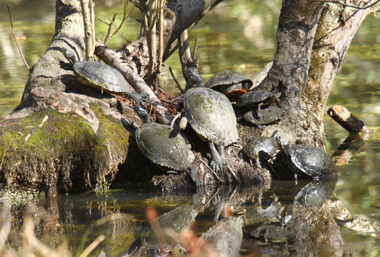 small tussock on pond flaunting eight turtles, one week after being frozen over