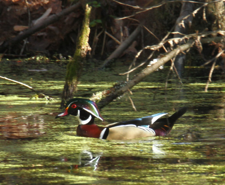 male wood duck Aix sponsa in backyard pond