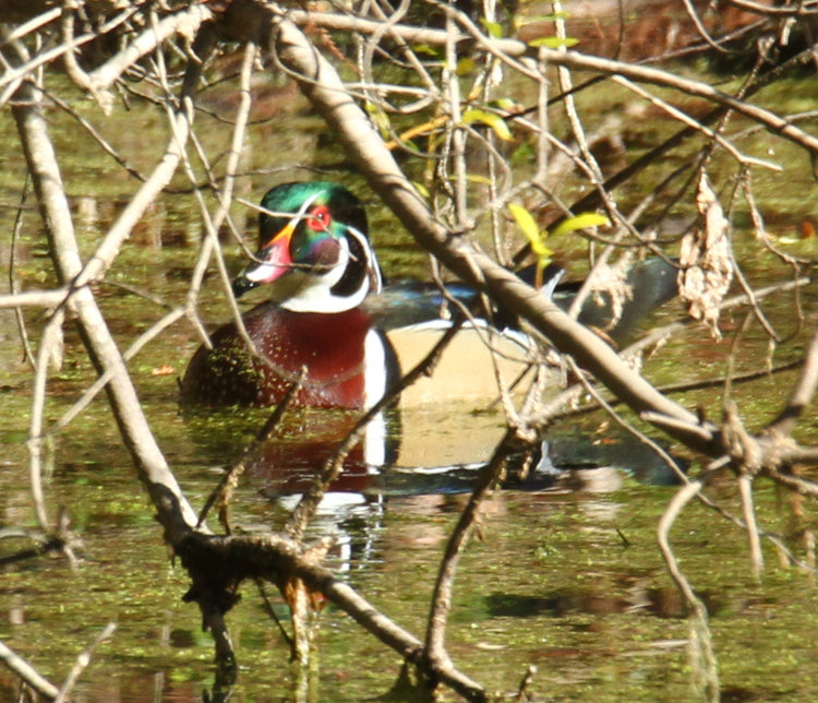 male wood duck Aix sponsa regaining the cover of overhanging branches on backyard pond